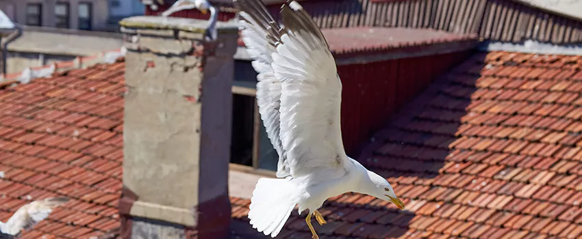 Residential Chimney Animal Removal Solution in Nampa, ID