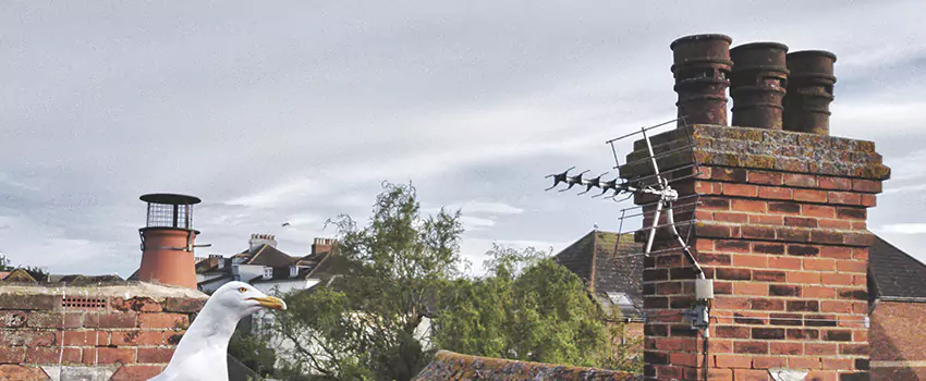 Chimney Cleaning And Restoration in Nampa, Idaho